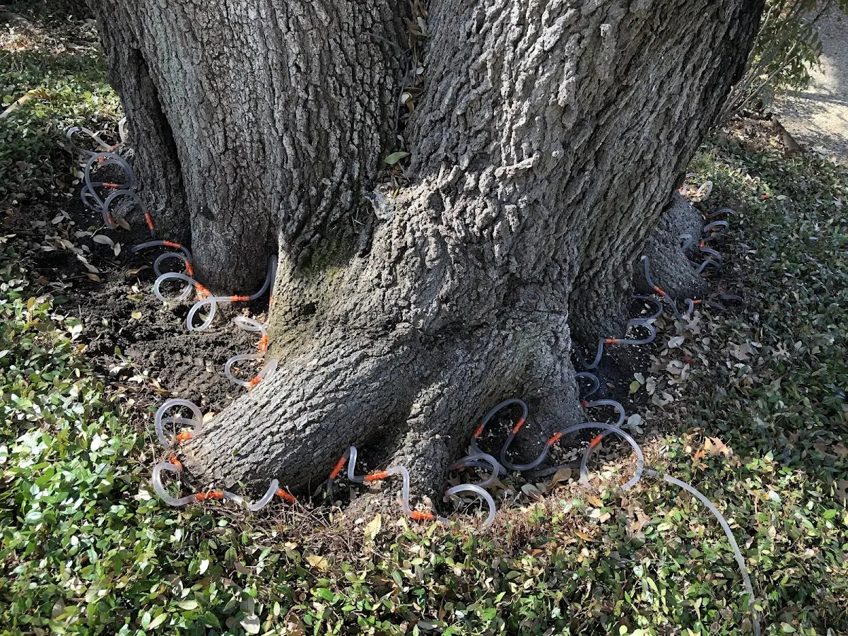 Detailed Shrub and Hedge Trimming job site in Ama