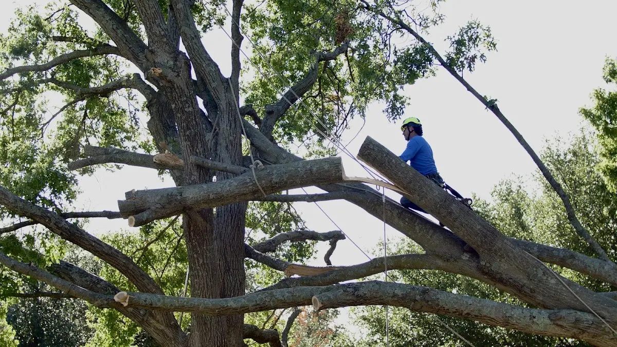 Professional Crown Thinning performed by certified arborists in Ama