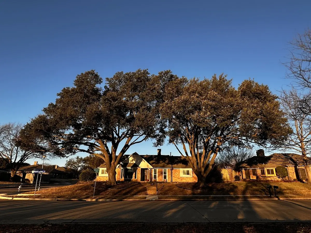 Established residential canopy tree shading a home in Ama