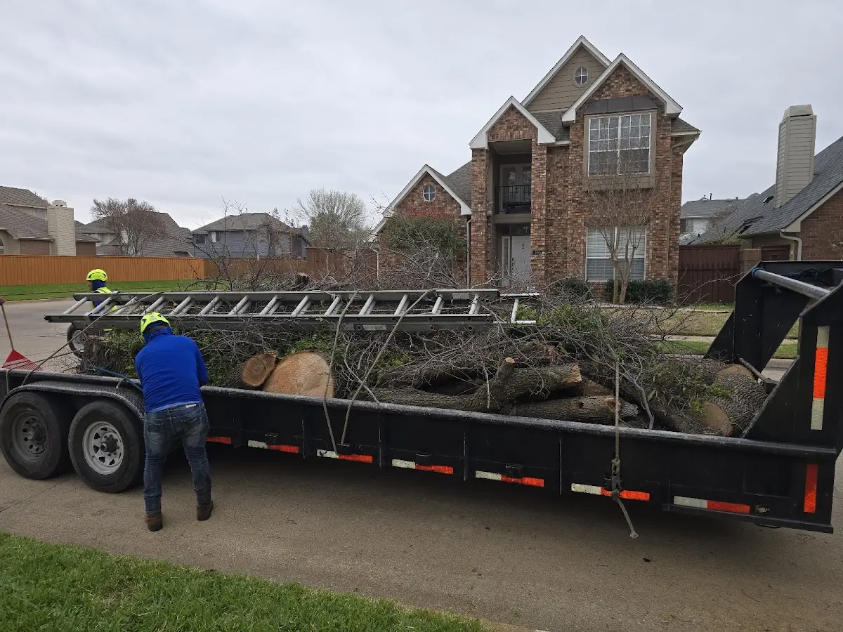 Expert Tree Pest Control with proper safety equipment in Ama